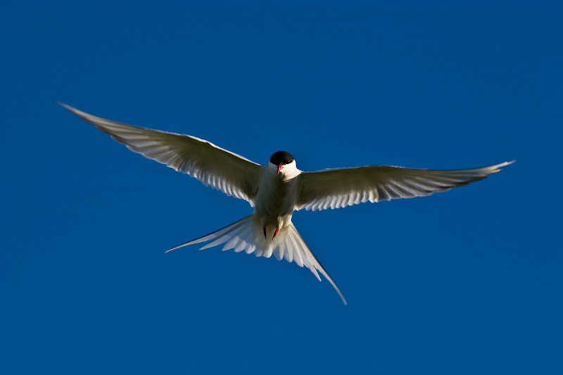 Arctic Tern In Flight